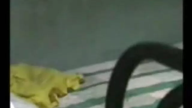 वेब कैमरा के लिए सेक्सी मूवी पिक्चर हिंदी में अंतरजातीय द्वारा गड़बड़ परिपक्व