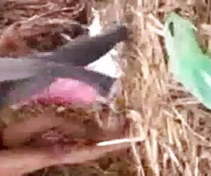 सूँघो और पैरों को सेक्स पिक्चर फुल मूवी सूँघो और पूजा करो