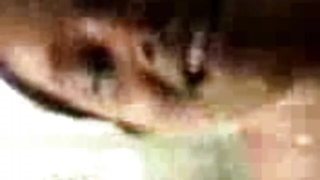 शेरोन २ न्यू सेक्सी मूवी पिक्चर